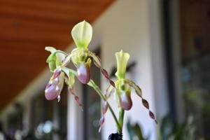 Paphiopedilum Celler Freude