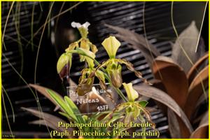 Paphiopedilum Celler Freude