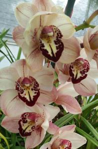 Cymbidium Fay Deverell