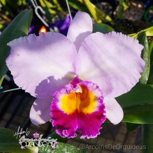 Cattleya Nobile's Emotion