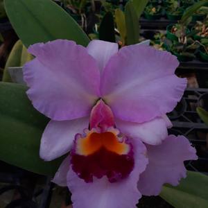 Cattleya Nobile's Emotion