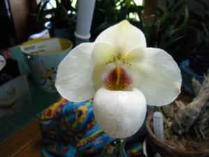 <i>Paphiopedilum</i> Mem. Arnie Linsman