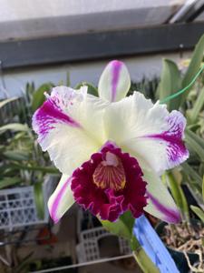 Rhyncholaeliocattleya Kuwale Gem