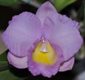 Cattleya Dal's Choice