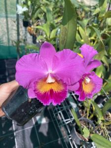 Cattleya Dal's Marvel