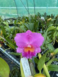 Cattleya Dal's Marvel