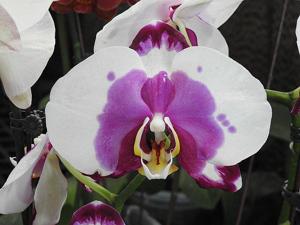 Phalaenopsis I-Hsin Dalmatian