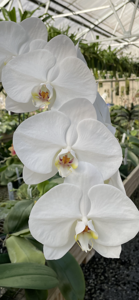 Phalaenopsis Ming-Hsing Snow Angel