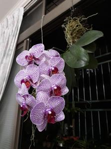 Phalaenopsis I-Hsin Sesame