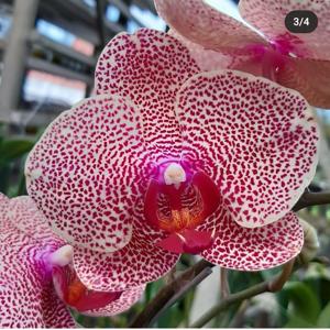 Phalaenopsis I-Hsin Sesame