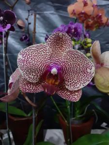 Phalaenopsis I-Hsin Sesame