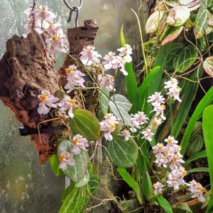 Oncidium Tsiku Marguerite