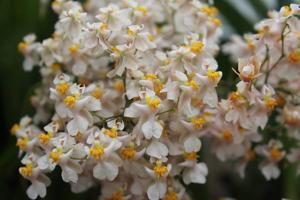 Oncidium Tsiku Marguerite