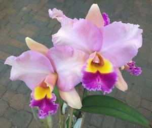 Rhyncholaeliocattleya Dal's Grace