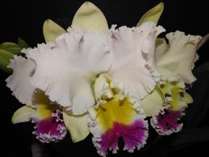 Rhyncholaeliocattleya Dal's Grace