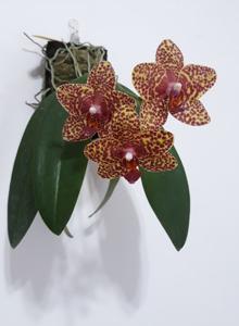 Phalaenopsis Salu Peoker