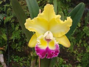 Rhyncholaeliocattleya Candelario Garcia