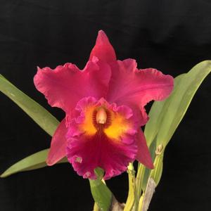 Rhyncholaeliocattleya Candelario Garcia