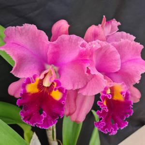 Rhyncholaeliocattleya Candelario Garcia