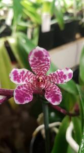 Sartylis Bravehart