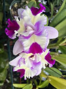 Cattleya Mari's Magic