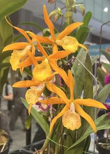 Brassocattleya Golden Glory