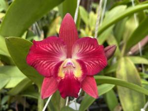 Cattleya Cosmic Delite