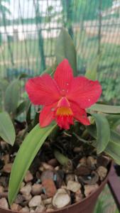 Cattleya Crown Jewel