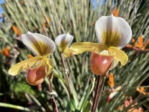 Paphiopedilum Wössner Helene