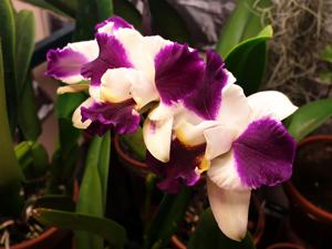 Cattleya Purple Cascade