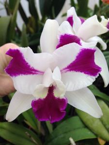 Cattleya Purple Cascade