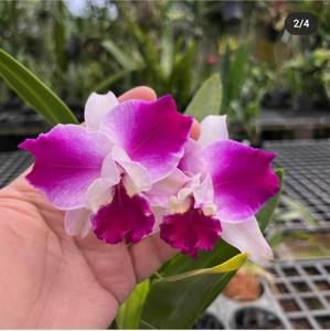 Cattleya Purple Cascade