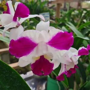 Cattleya Purple Cascade