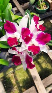 Cattleya Purple Cascade