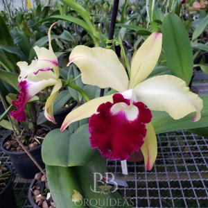 Rhyncholaeliocattleya Tajima's Satisfacion