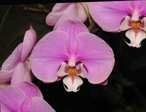 Phalaenopsis Taisuco Anna