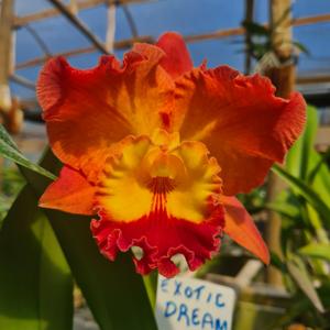 Rhyncholaeliocattleya Exotic Dream