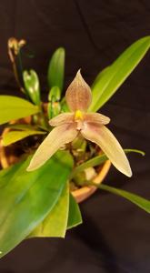 Bulbophyllum Goody Goody