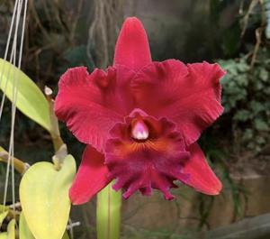 Rhyncholaeliocattleya Memoria Mickey Boatwright