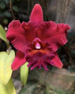 Rhyncholaeliocattleya Memoria Mickey Boatwright