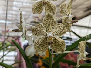 Papilionanda Memoria Barbara Swan