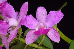 Cattleya Pink Leopard