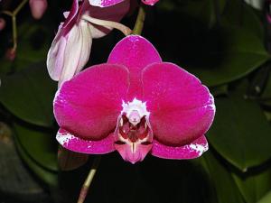 Phalaenopsis Taisuco Micky