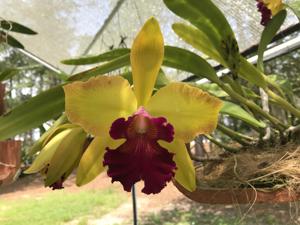<i>Rhyncholaeliocattleya</i> Terri Henderson