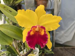 Rhyncholaeliocattleya Lawless Romeo