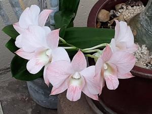 Dendrobium Haleahi Blush