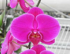 Phalaenopsis Taida Firebird