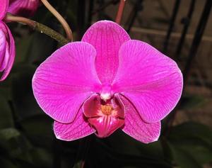 Phalaenopsis Taida Firebird