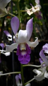 Dendrobium Cinta Papua