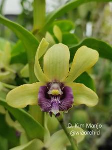 Dendrobium Kim Manjo